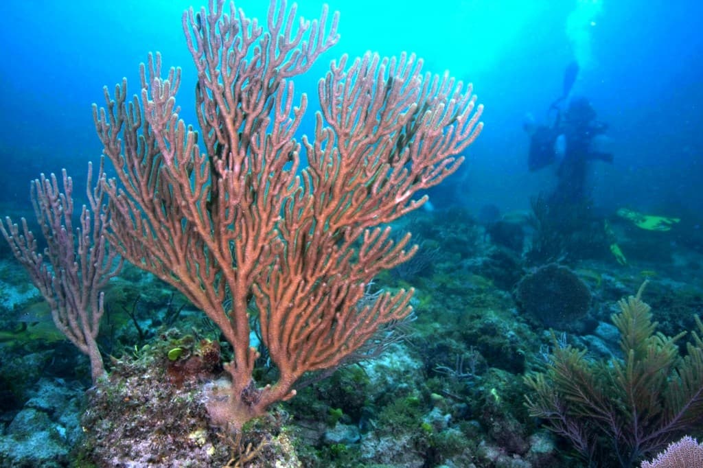 blog - Science-palooza!  House of Representatives passes numerous bills focused on STEM and Science