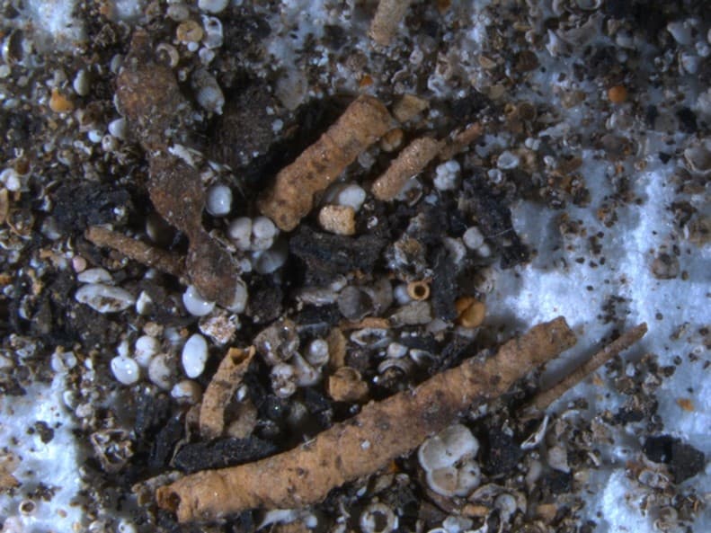 blog - A New Perspective on the Deepwater Horizon Oil Spill: What Can Benthic Foraminifera Tell Us 14 Years After the Spill?